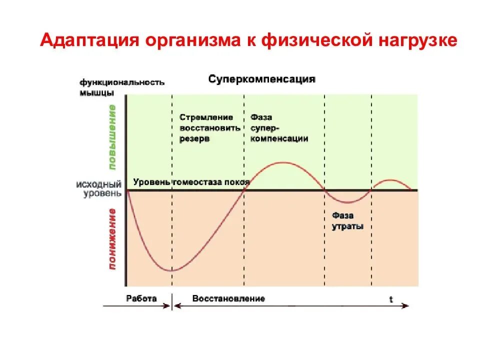 Как правильно восстанавливаться после. Фазы восстановления суперкомпенсация. Фазы восстановления после физической нагрузки. Восстановление мышц после тренировки. Процесс восстановления мышц.