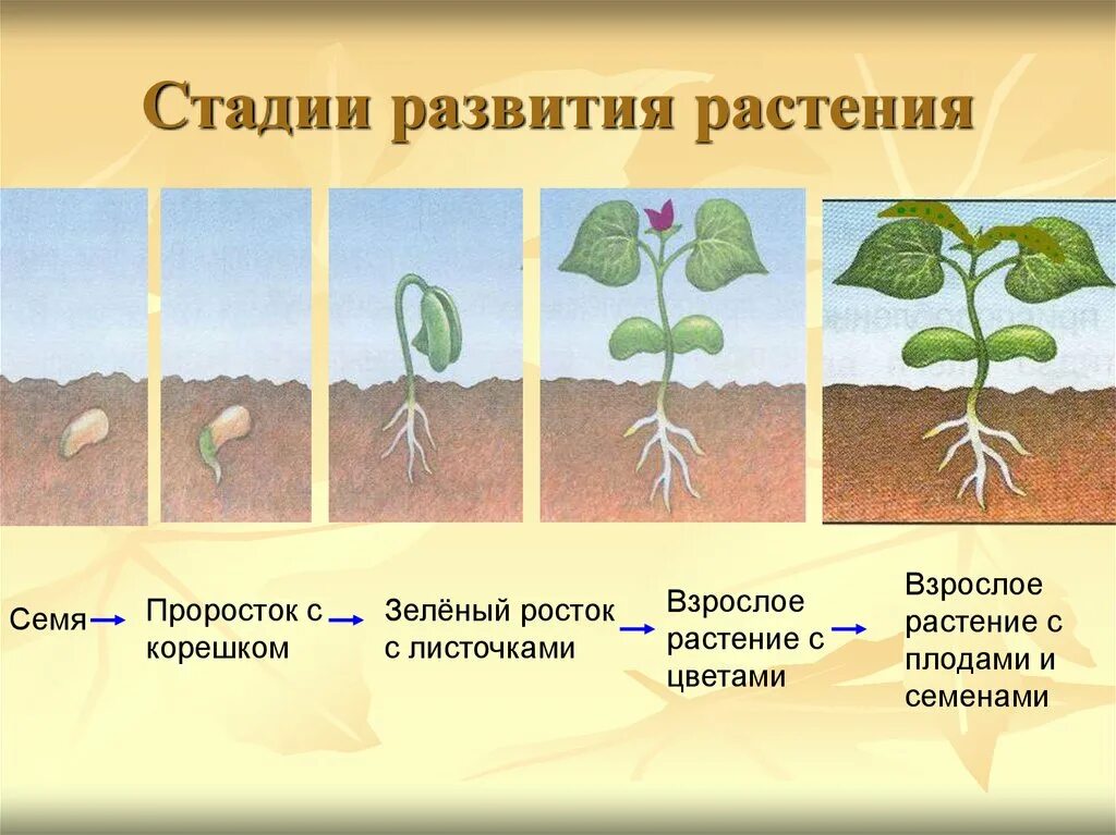 Влияние какого развития проростков иллюстрирует данный опыт. Прорастание семян огурца схема. Стадии прорастания семян фасоли. Этапы развития растений. Стадии развития растений.