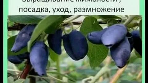 Вишня жимолость