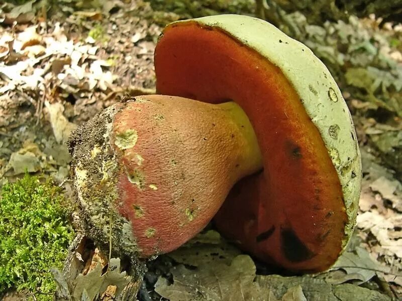 Дубовик синеет на срезе. Белый гриб в разрезе. Гриб боровик на срезе. Боровик жёлтый (boletus junquilleus). Срез боровика.