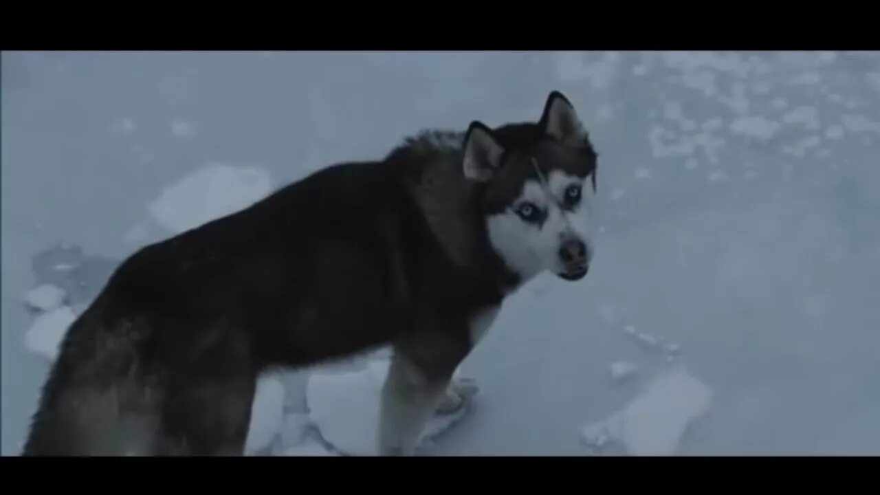 Клип плен. Клип плен. Клип плен. Клип плен. Свой плен.