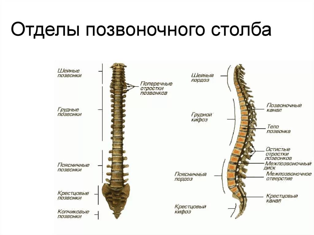 Чем отличаются отделы позвоночника. Строение скелета позвоночника человека. Строение позвоночника человека схема. Скелет туловища отделы позвоночника. Позвоночный столб. Отделы, позвонки.