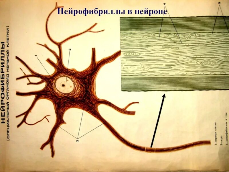 Строение нейрофибриллы гистология. Нейрофибриллы в нервных клетках. Нейрофибриллы в нервных клетках гистология. Нейрофибриллы в нейронах спинного мозга гистология.