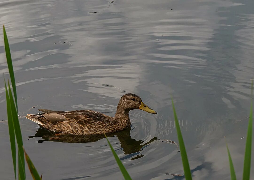 Утки белгород. Утки на везелкебелгород. Утка кряква с утятами. Белгород везелка утки и. Уточка с утятами.