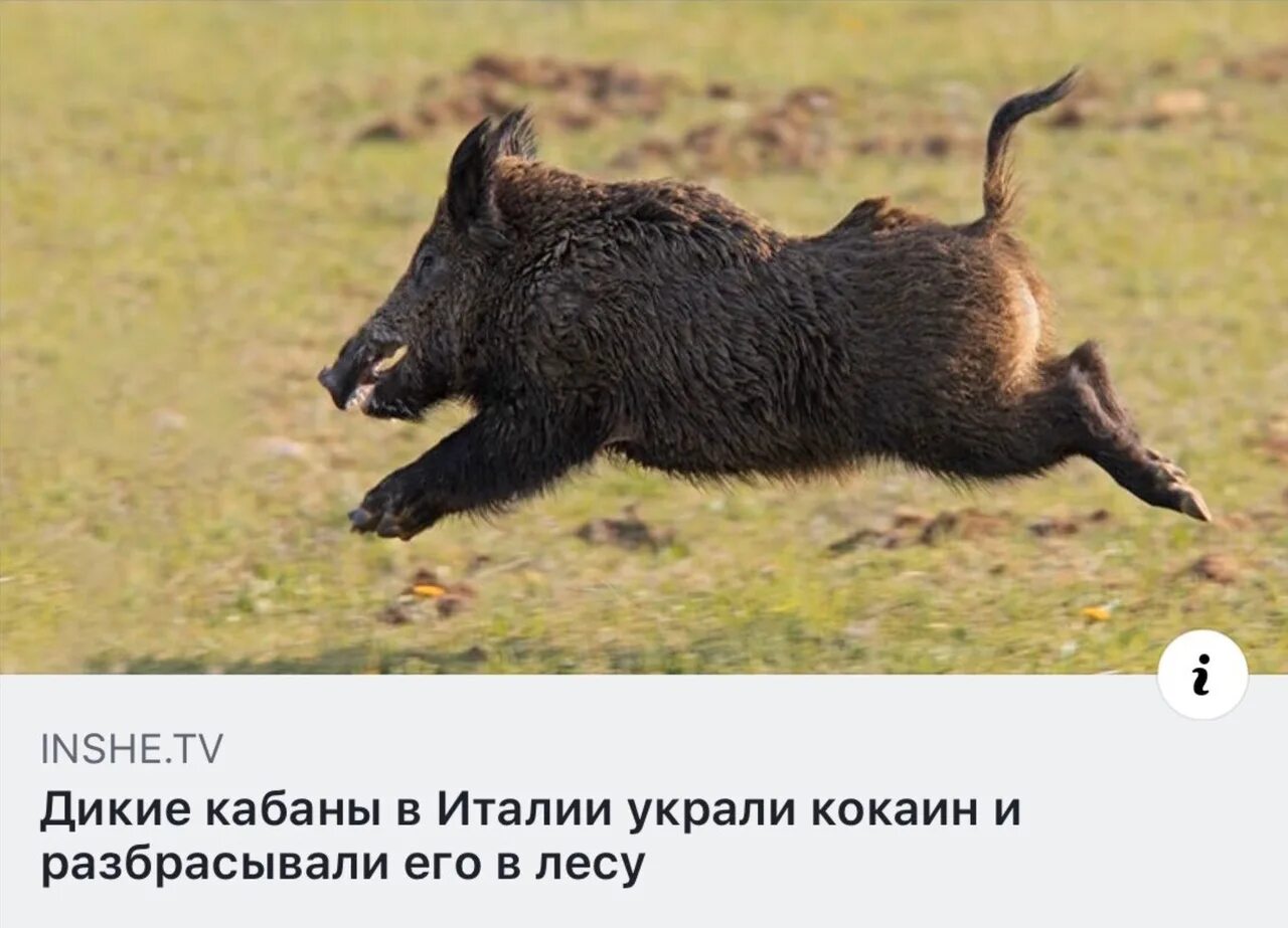 Песня кабана и доброго добро. Кабанчик стикеры. День кабана. Доброе утро кабан. Доброе утро кабан.