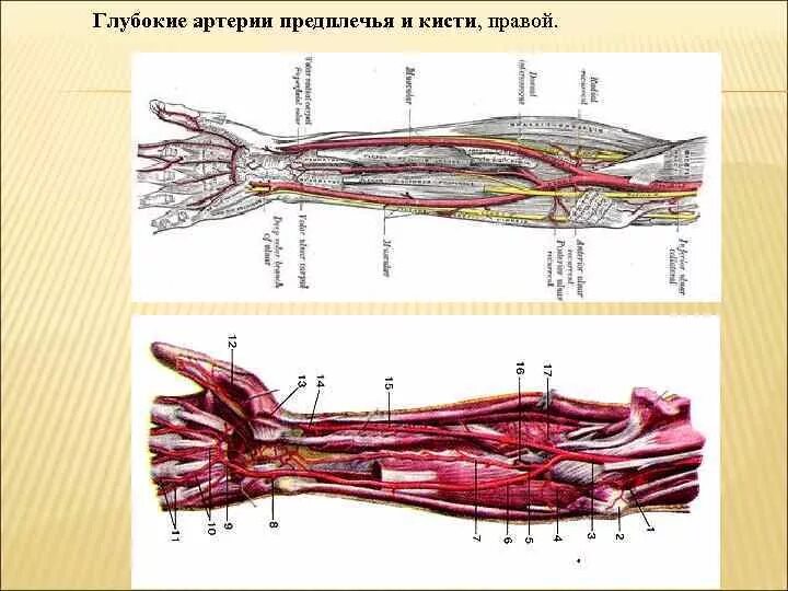 Правая лучевая артерия. Лучевая артерия на предплечье. Артерии предплечья и кисти анатомия. Передняя межкостная артерия предплечья. Топография arteria ulnaris.