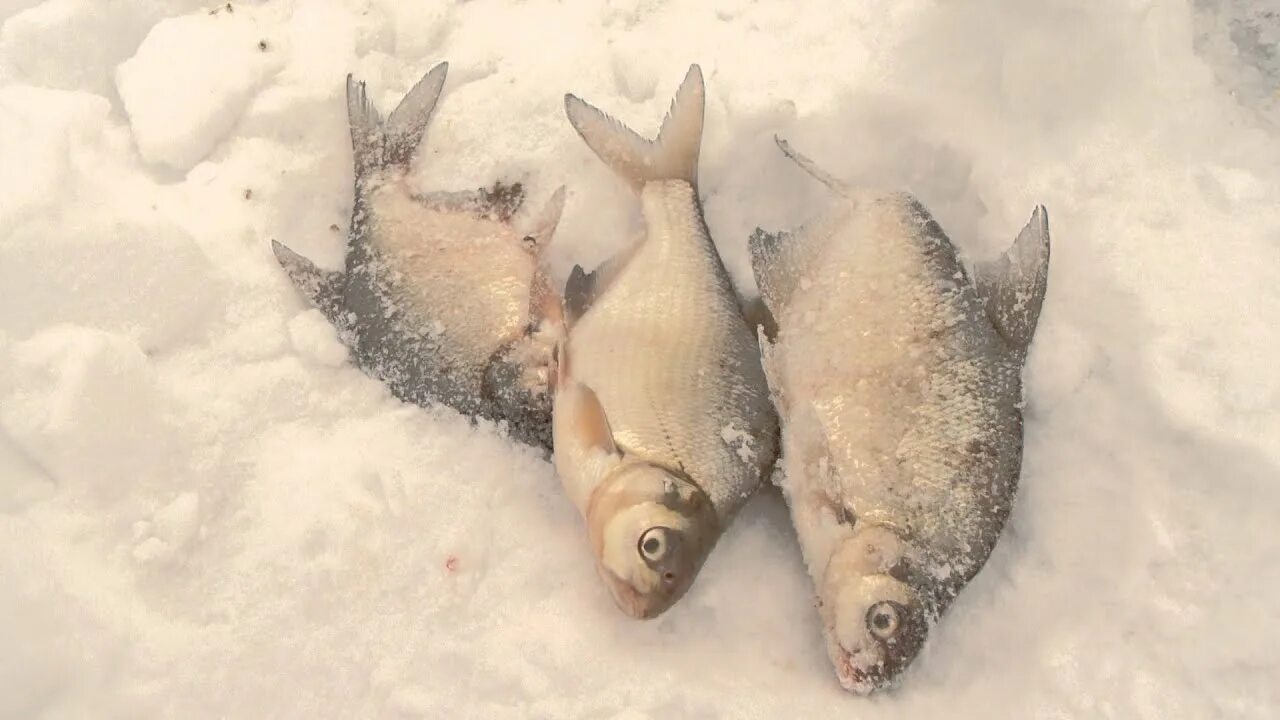 Леща зимой со льда видео. Леща зимой со льда видео. Ловля подлещика зимой. Зимняя рыбалка подлещика. Ловля леща зимой со льда.