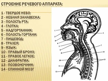 Органы определяющие речь