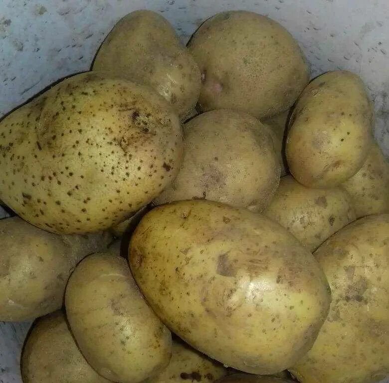 Желтые сорта картофеля фото. Аллегро сорта картофеля. сорт картофеля чугунка. сорт картофеля пилигрим. картофель сорт андреа.