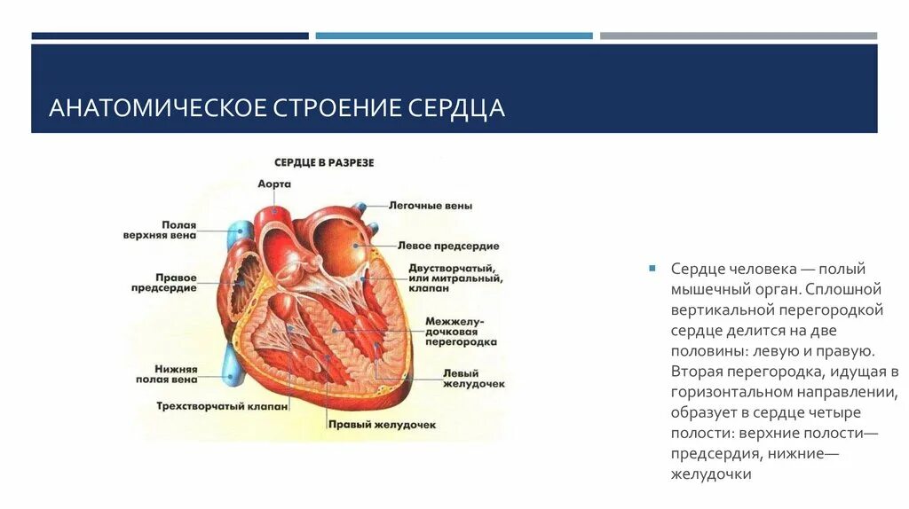 Сердечная строение и функции. Строение сердца структуры и функции. Строение перегородки сердца. Строение сердца анатомия перегородки сердца. Опишите структуру сердца.