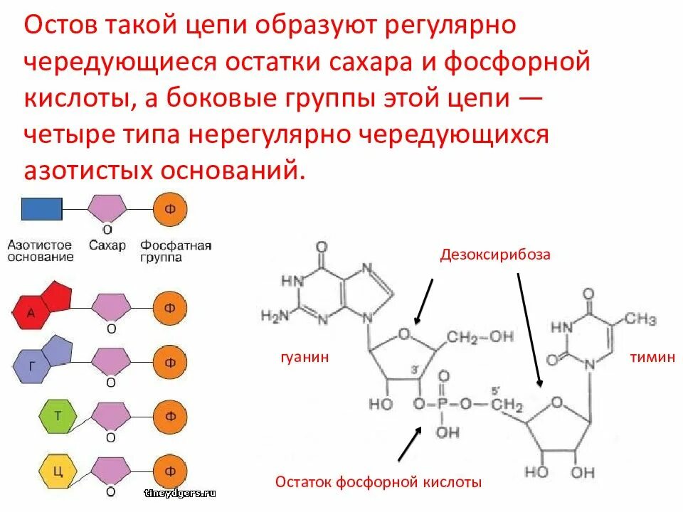 2 Дезоксирибоза аденин и фосфорная кислота. Гуанин +2 дезоксирибоза +фосфорная кислота. Фосфорная кислота дезоксирибоза гуанин. Нуклеотид ДНК Тимин.