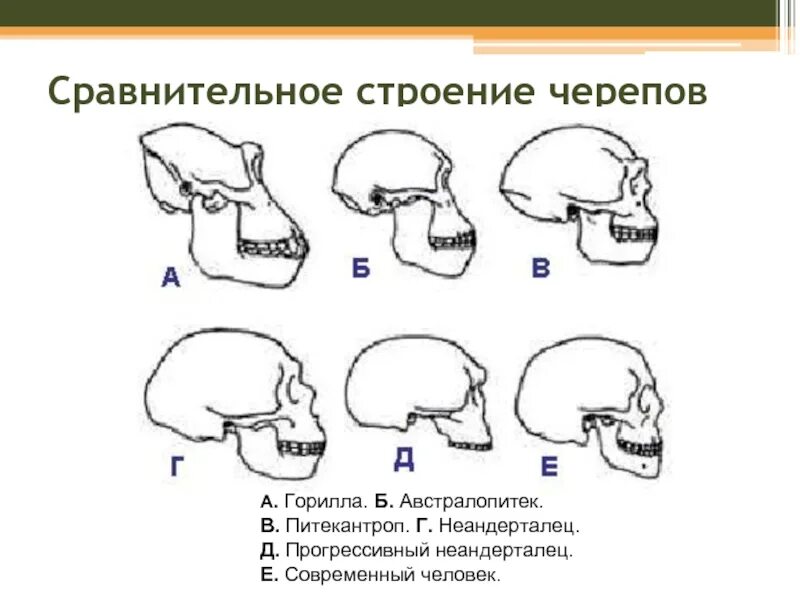 Развитый подбородочный выступ череп. Строение черепа австралопитека. Строения черепа с особенностями его строения. Череп с особенностями его строения. Вид черепа сбоку гориллы австралопитека.