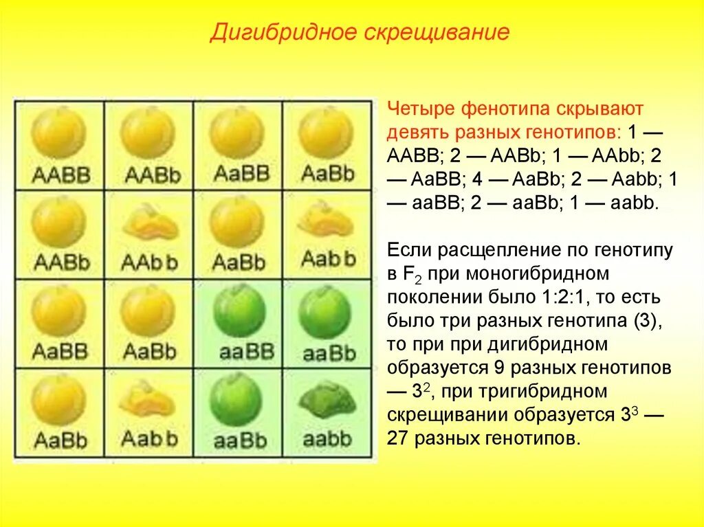 Дигибридное скрещивание по 2 паре признаков. 3 Закон Менделя расщепление по генотипу. Менделя дигибридное. Дигибридное скрещивание с расщеплением 9 3 3 1.