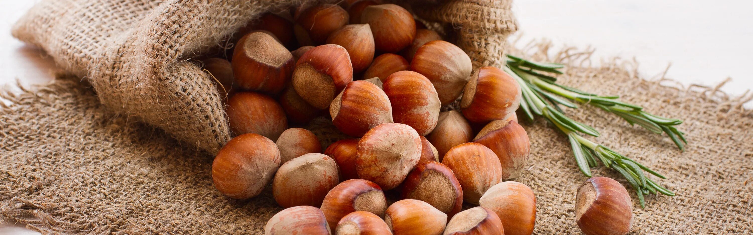 красивый орех. полезные продукты орехи. спас нерукотворный ореховый спас. греческий орех. каштан китайский съедобный.