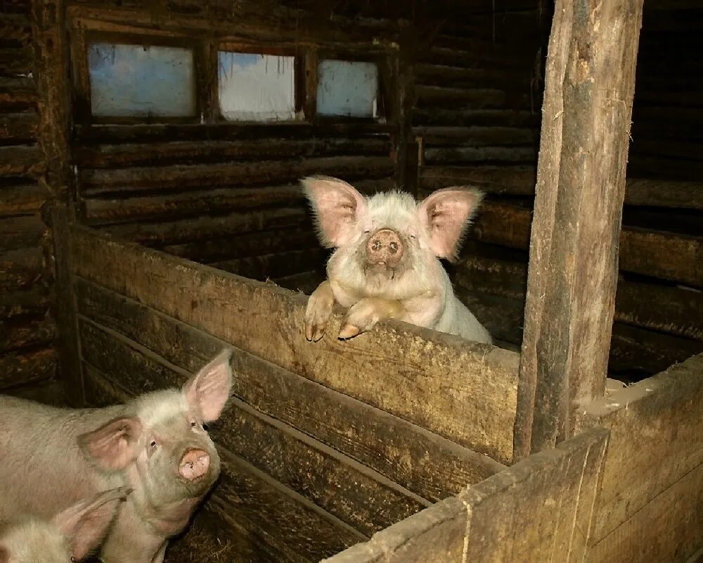 Свинья в хлеву. Загон для свиней. Сарай для свиней. Загородки для свиней. Свинья в свинарнике