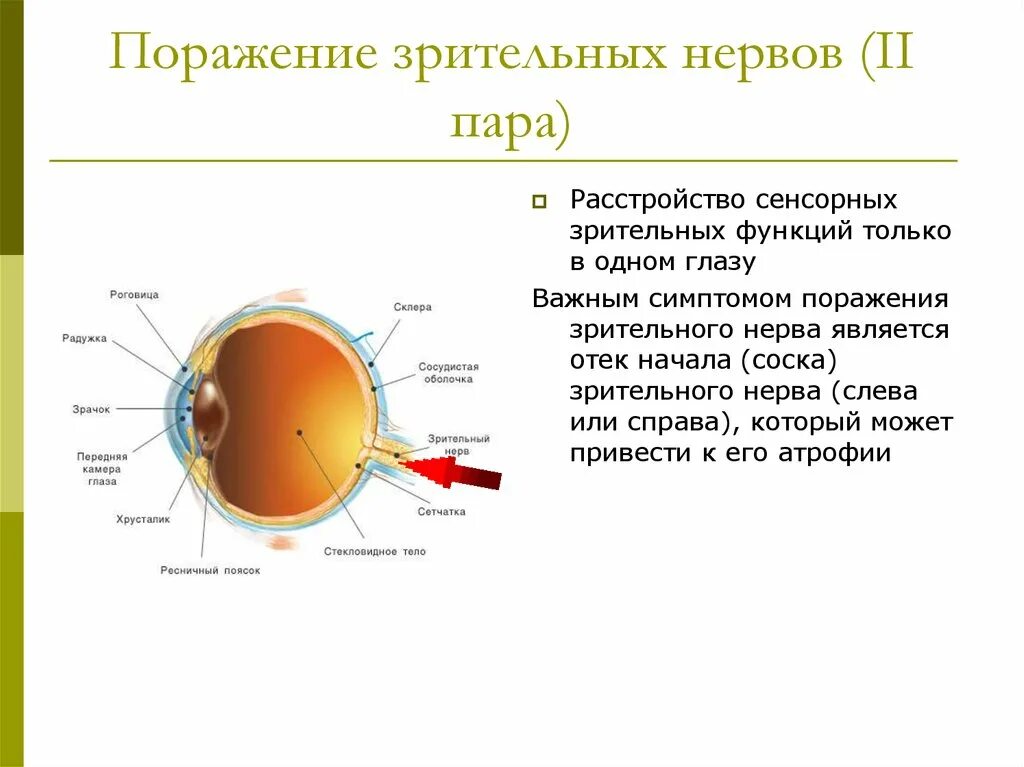 Структуры глаза зрительный нерв. Зрительный нерв строение и функции. Зрительный нерв глаза строение и функции. Зрительный нерв строение и функции кратко. Зрительный нерв строение и функции кратко таблица.