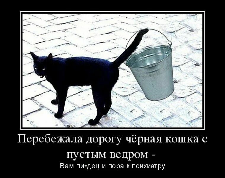 Плохие примет. Смешные приметы. Смешные суеверия. Черный кот с пустым ведром. Про суеверия с юмором.