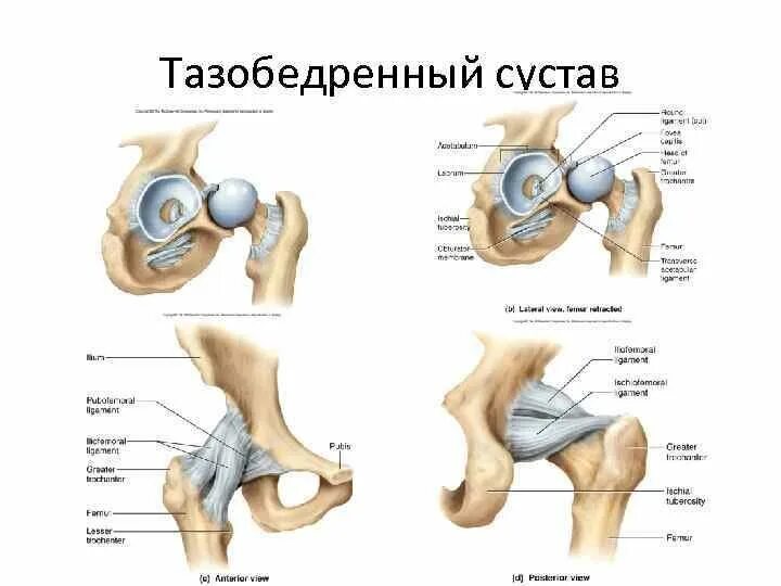 Тазобедренный сустав соединение