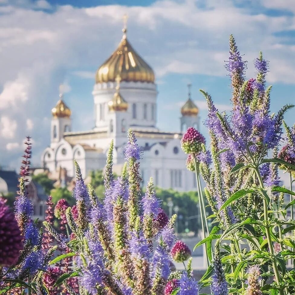 Православная Церковь на Руси. Сирень у храма Христа Спасителя. Храм и цветочки красивые. Город душа россии