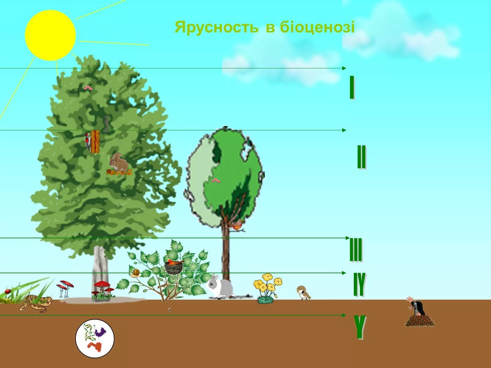 Чем характеризуется биоценоз смешанного леса ярусность плохой. Ярусность лесного биоценоза. Ярусность экосистемы леса. Растения пятого яруса леса. Экологические ярусы.