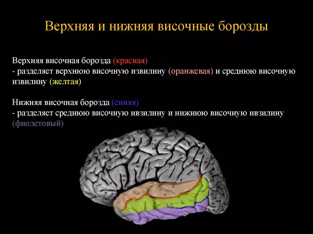 Задние отделы верхней височной извилины. Верхняя височная височная извилина. Борозды височной доли головного мозга.