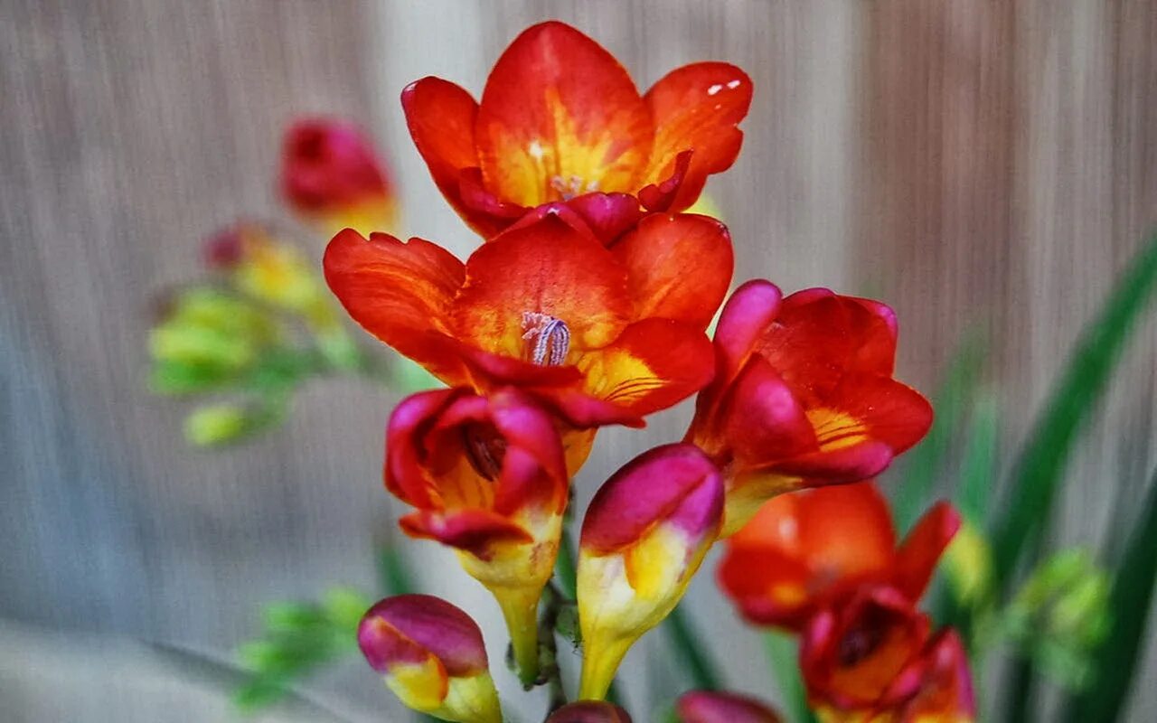 Фрезия махровая красная "Freesia Red. Фрезия гибридная махровая Блу. Фрезия гибридная махровая ред. Фрезия Блу ред Пинк.