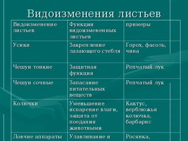 Биология 6 класс функция листьев. Виды изменения листьев биология 6 класс. Таблица по видоизменениям листьев. Таблица по биологии 7 класс видоизменения листьев. Таблица по биологии 6 класс видоизменение листа.