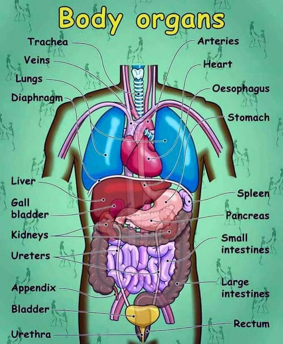 Human organs. Анатомия и внутренние органы английский. Внутренние органы на английском языке с переводом. Строение тела человека. Внутренности человека на английском.