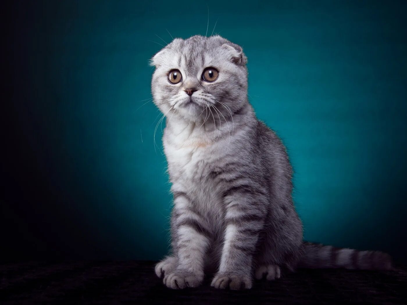Шотландская порода кошек фотографии. Скоттиш-фолд Шотландская вислоухая. Шотландская вислоухая кошка фолд. Шотландский вислоухий кот скоттиш фолд. Шотландские коты скоттиш фолд.