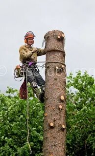 Как спилить дерево на участке самому