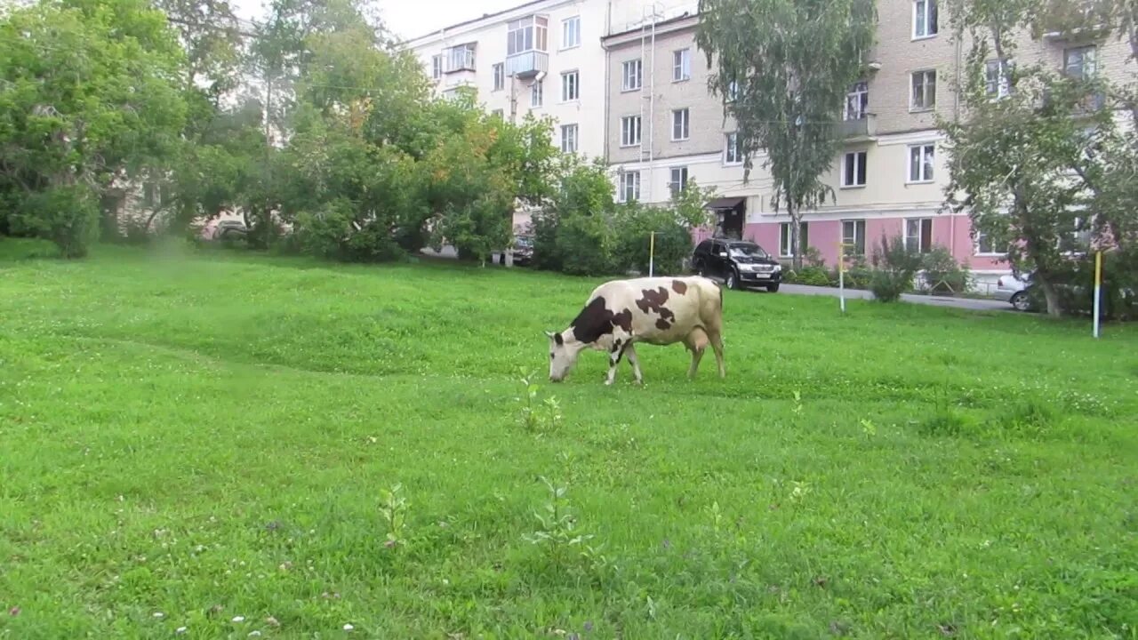 Буренка город. Корова города георгиевска статуя. Корова г. Буренка город. Корова во дворе.