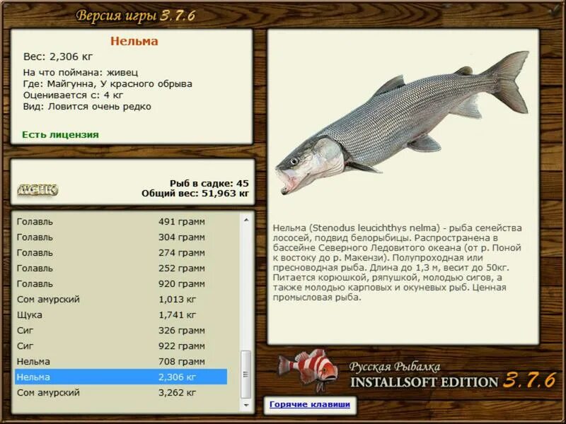 реальная рыбалка нельма. средний вес горбуши. реальная рыбалка нельма. реальная рыбалка нельма. 1.