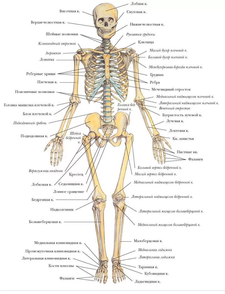 Строение скелета спереди. Система костей человека скелет. Строение скелета человека анатомия. Скелет человека спереди с названием костей.