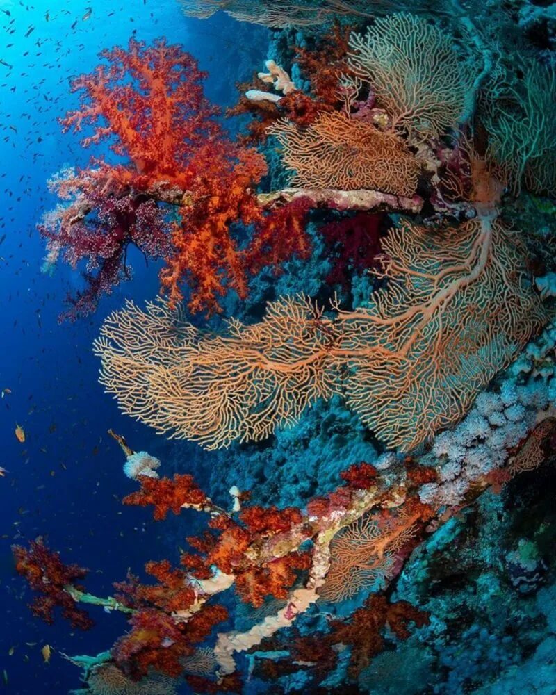 Древние коралловые рифы. Коралловый риф Сафага. Хиккадува коралловый риф. Чеджу коралловые рифы. Канарский Барьерный риф.