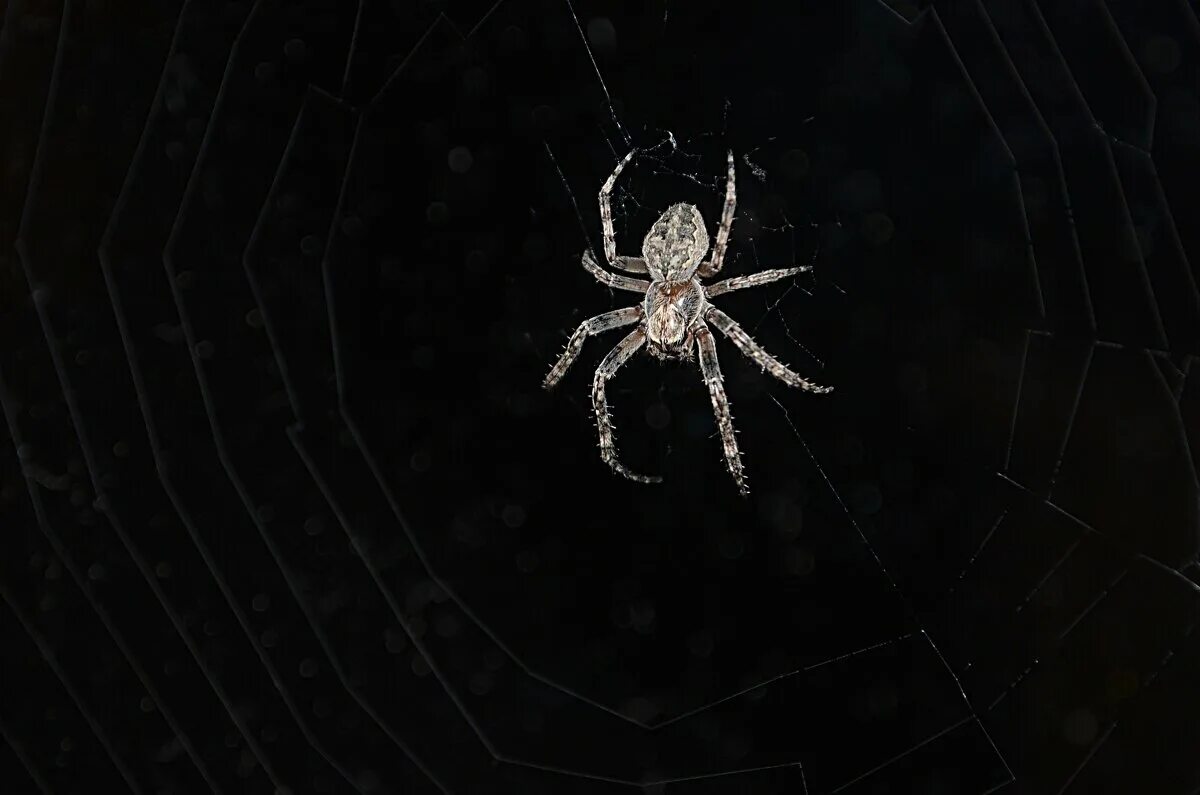 Паук скакунчик зебра. Южный белый паук каракурт. Черный паук с 4 точками на спине. Черно белый паук дома. Паук скакун полосатый.