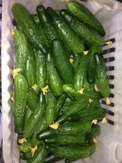 Огурцов эстафета