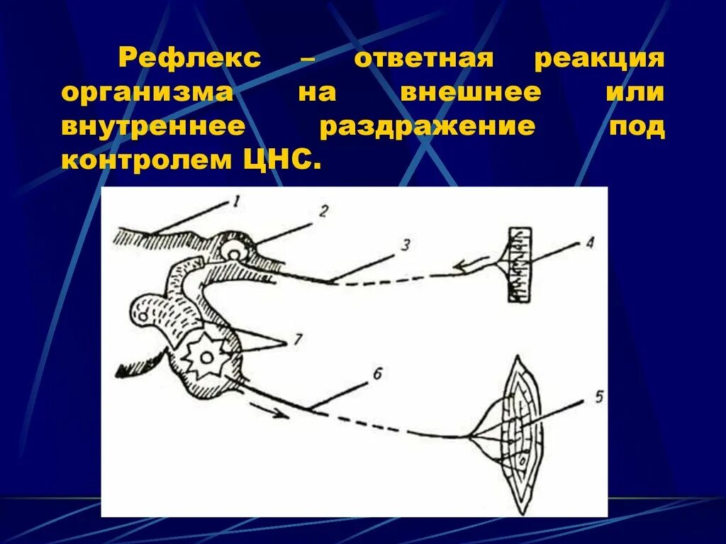 Нервно рефлекторная реакция