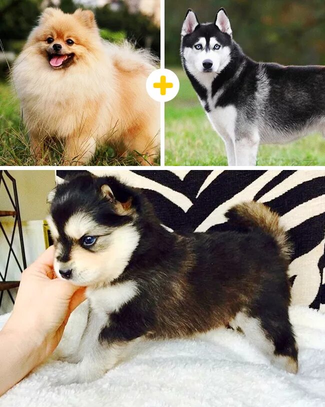 собака метис корги и хаски. смешение пород собак. скрещивание хаски. австралийская овчарка + померанский шпиц. какая порода получится если скрестить.