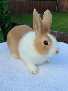 Small rabbit