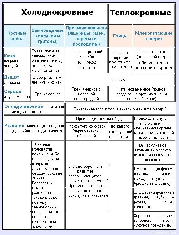 Признаки класса позвоночных