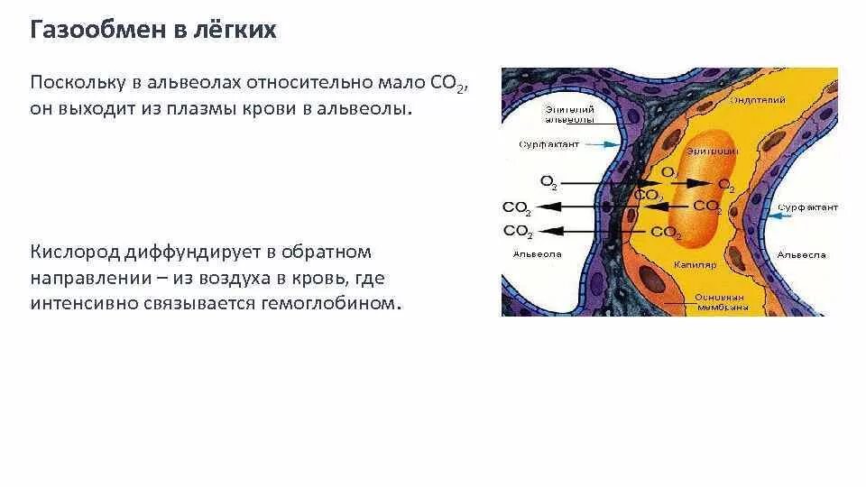 Обмен газов между альвеолярным воздухом и кровью