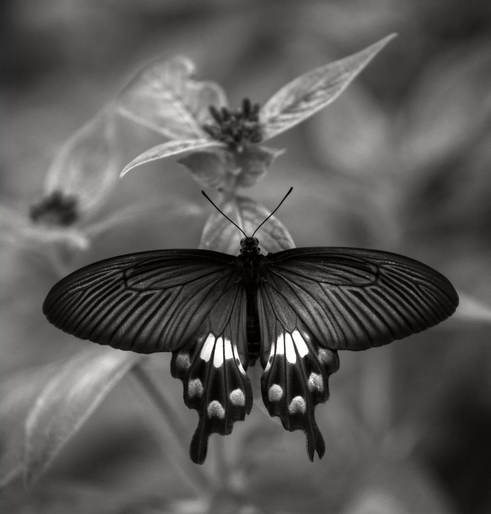 Взмах крыльев мотылька 2000. Бабочка Баттерфляй Блэк. Бабочка черно белая. Черная баба. Красивые бабочки.
