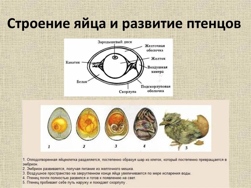 Размножение птиц презентация 7 класс. Строение яйца птицы с зародышем. Желток птицы зародыш строение. Стадии развития эмбриона птицы. Строение яйца птицы эмбрион.