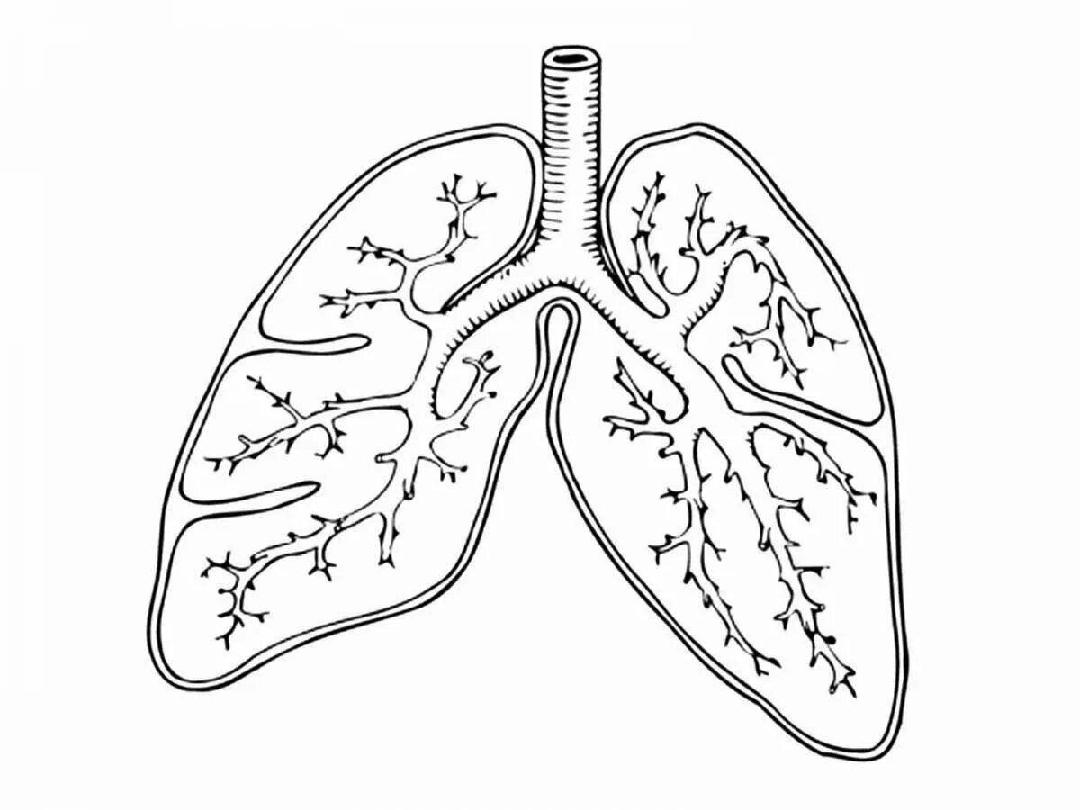 Лёгкие картинки. Строение легких. Больные легкие рисунок. Строение легких рисунок.