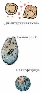 Амеба балантидий