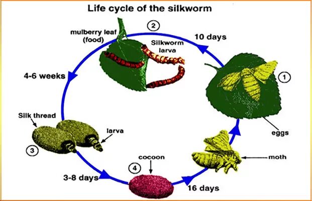 Task cycle. Life cycle of the silkworm ielts. ielts life cycle diagram. ielts life cycle. ielts cycle.