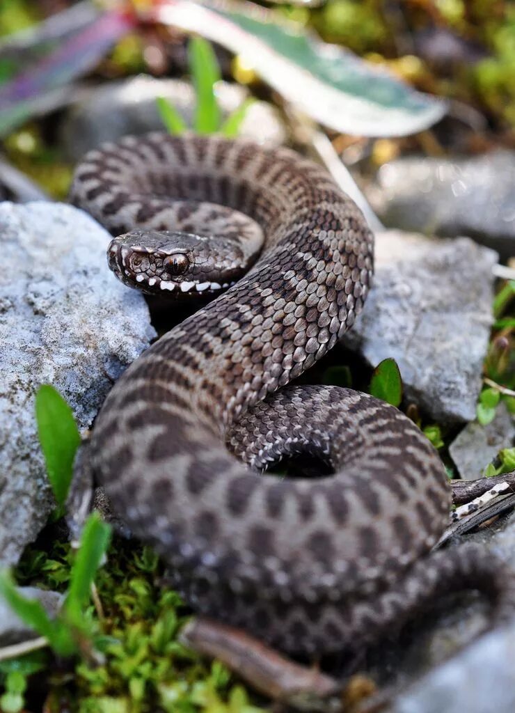 Гадюка фото. Обыкновенная гадюка. Обыкновенная гадюка - Vipera berus (Linnaeus, 1758). Полоз гадюка. Обыкновенная гадюка (Vipera berus).