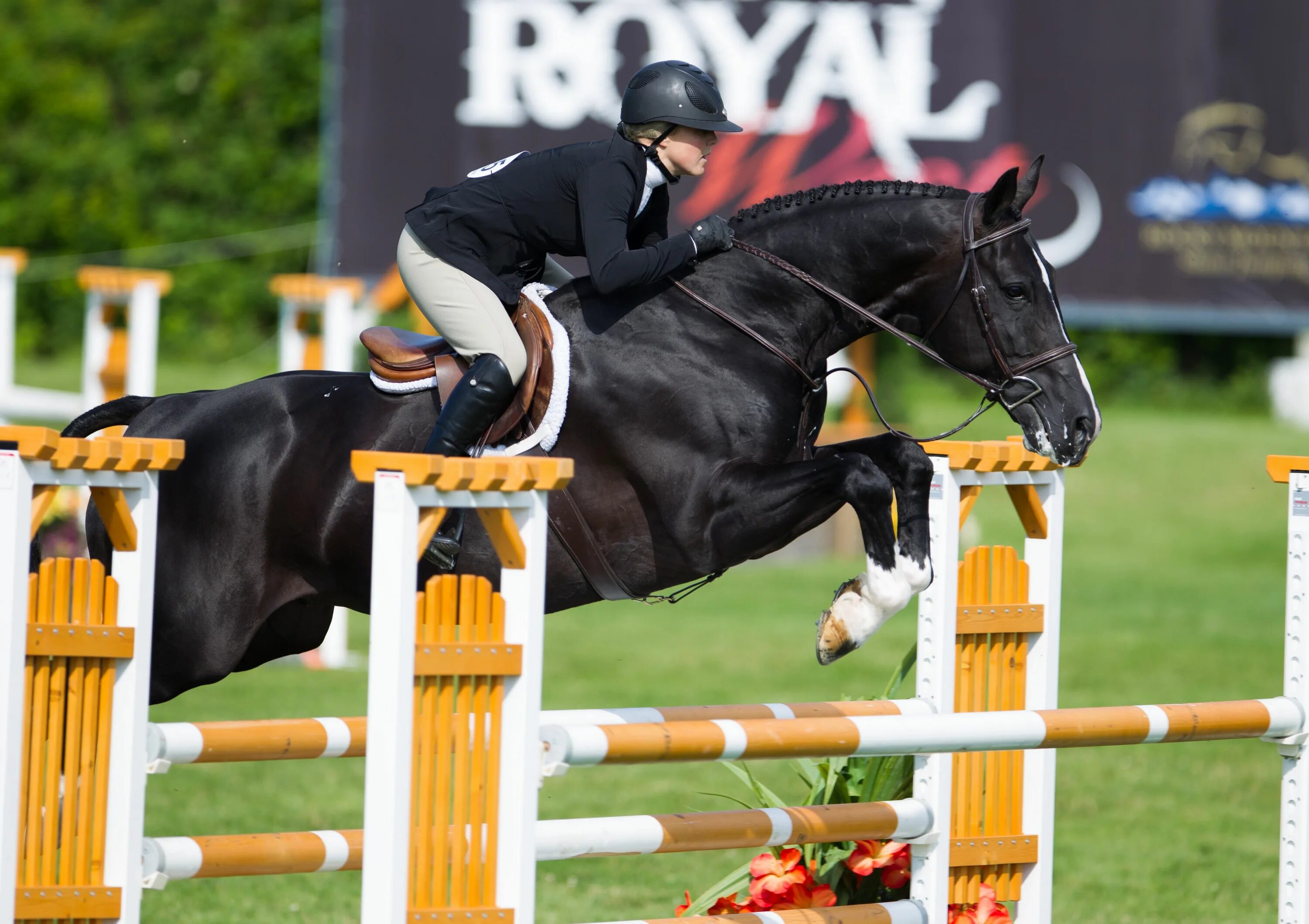 Horse sport. Лошади. Конкур. Конный спорт.. Конкур конный спорт. Тракененская лошадь конкур.