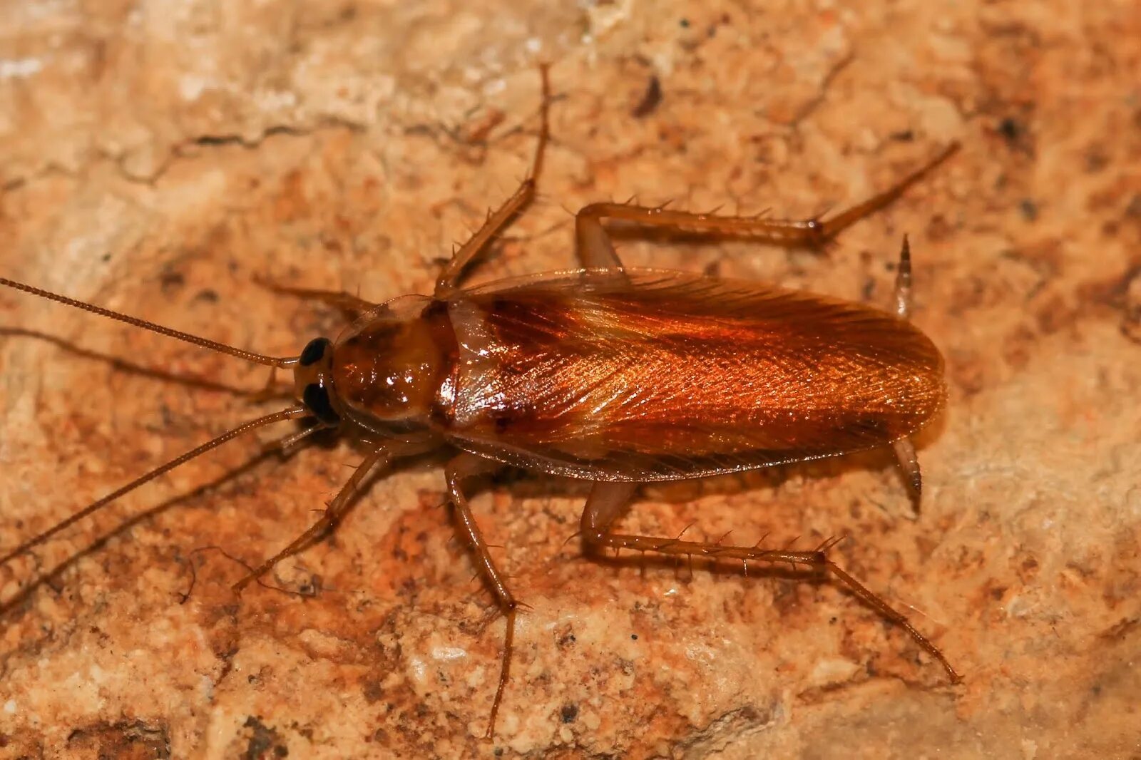 Brown banded. Supella longipalpa. Кукарача Жук. Мебельный таракан (Supella longipalpa).. Тараканы на Кипре.