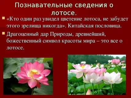 Лотос красная книга краткое описание